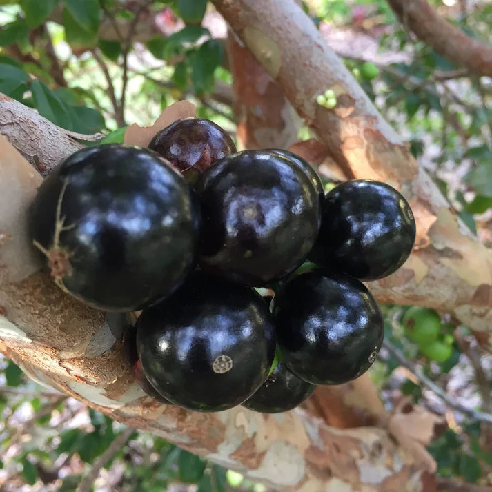 Jaboticaba Sabara Live Plant (Plinia Cauliflora)