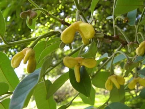 Araticui Fruit Live Plant (Annona Dolabripetala)