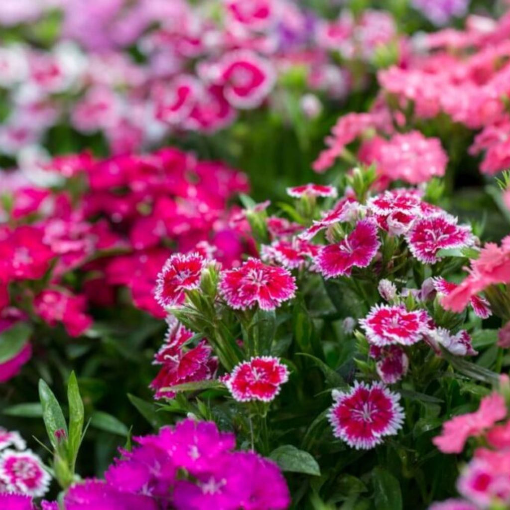 Dianthus Magic Charms Mixed Seeds