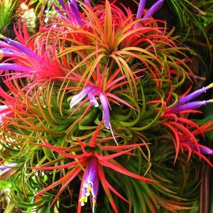 Tillandsia Ionantha Red Blooming Size (Air Plant)