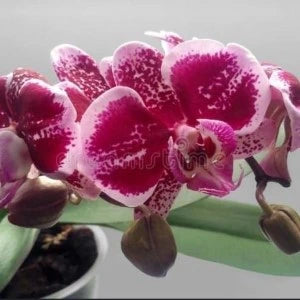 Phalaenopsis Joy Angel - Blooming Size