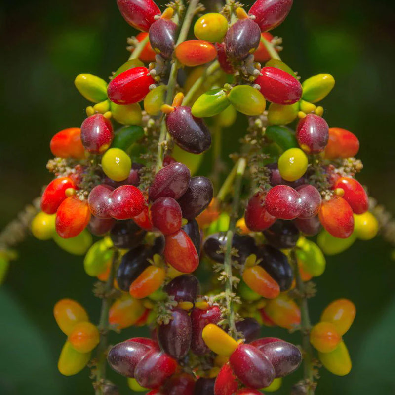 Kasam Fruit Live Plant (Erioglossum Rubiginosum)