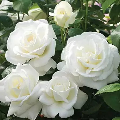 White Rose Grafted Live Plant