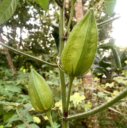 Organic Kasturi Bhindi/Kasturi Okra Seeds - Open Pollinated
