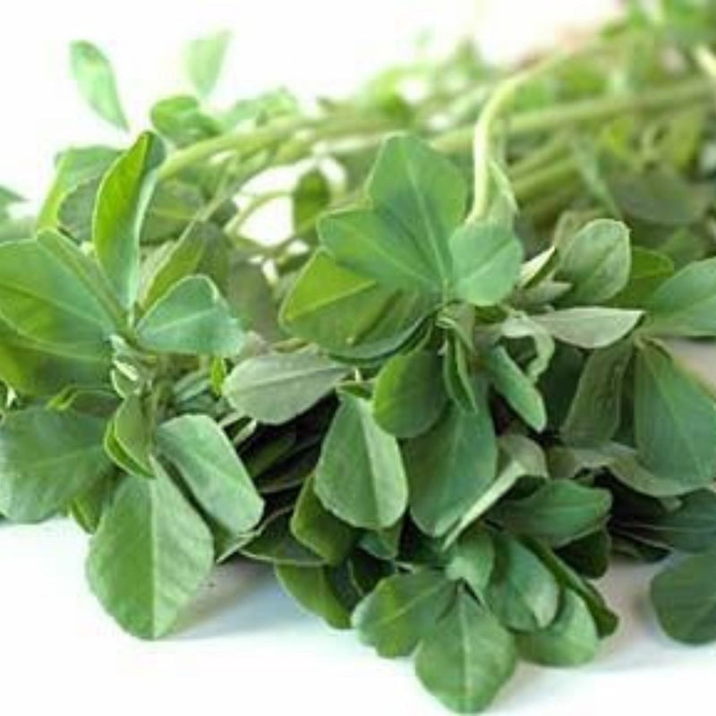 Organic Kasuri Methi (Fenugreek) Leaf Seeds - Open Pollinated