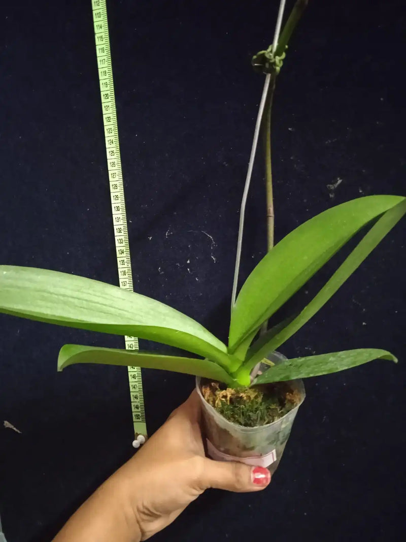 Phalaenopsis kv Panda - Blooming Size