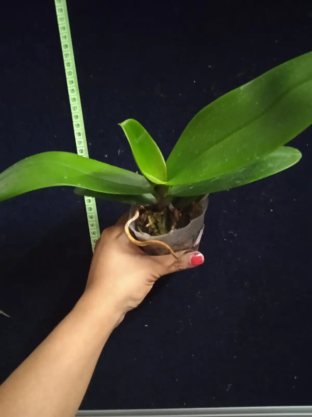 Phalaenopsis KVEG-16 - Blooming Size
