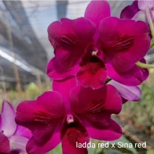 Dendrobium Ladda Red x Sina Red (Seedling)