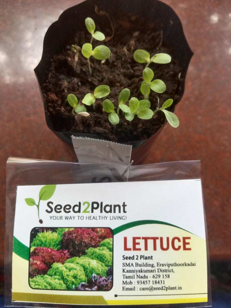 Organic Lettuce Seeds - Open Pollinated