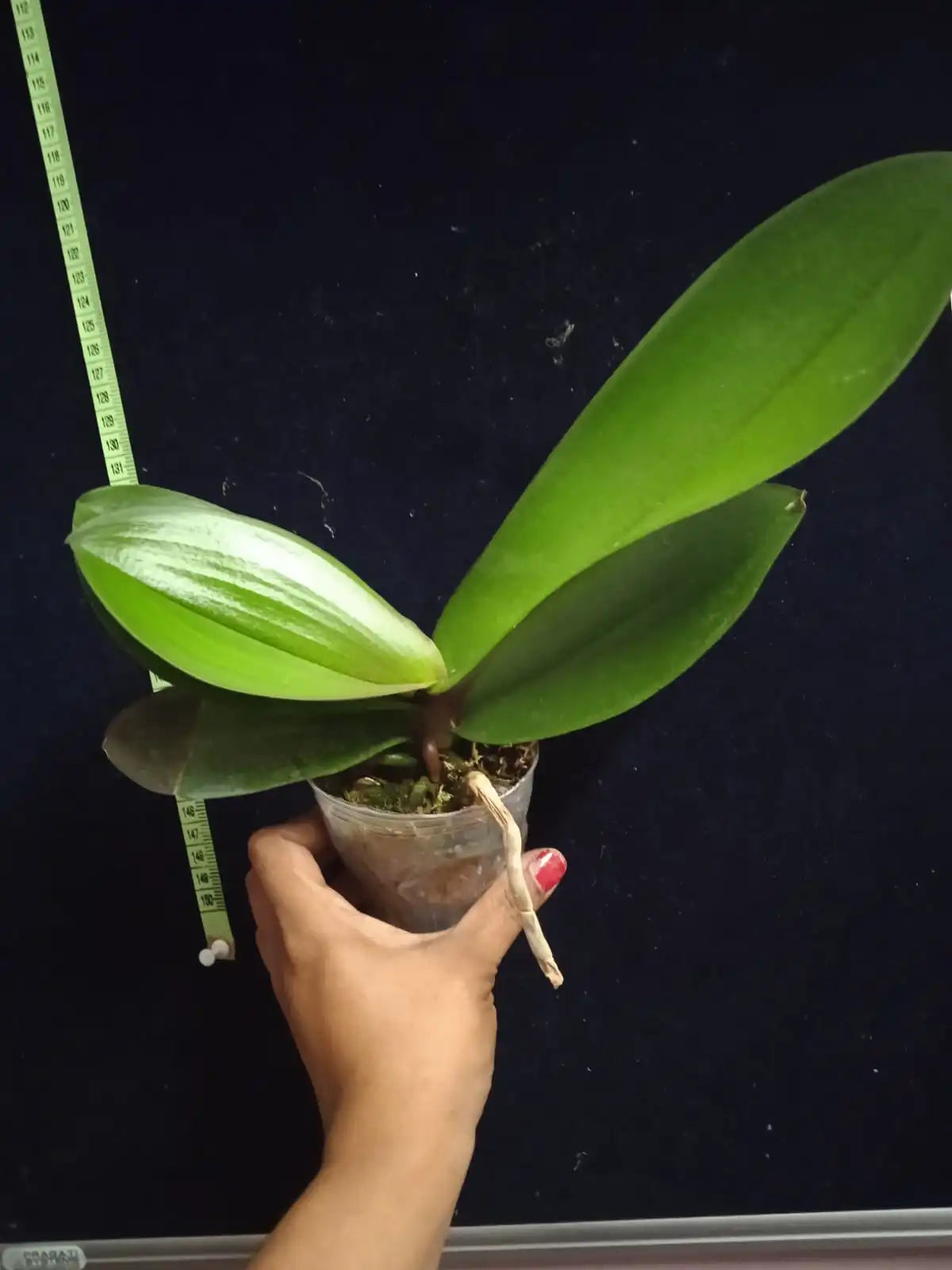 Phalaenopsis Lianher Koi - Blooming Size