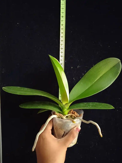 Phalaenopsis Lianher Orange - Blooming Size