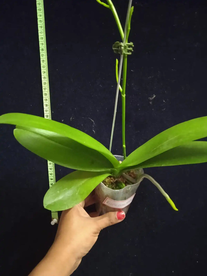 Phalaenopsis Little Gem Stripe - Blooming Size