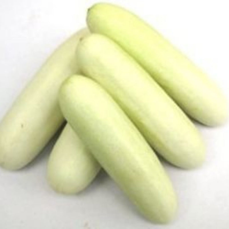 Organic White Salad Cucumber Seeds - Open Pollinated