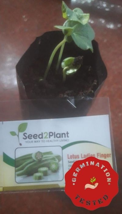 Organic Lotus Ladies Finger Seeds - Open Pollinated