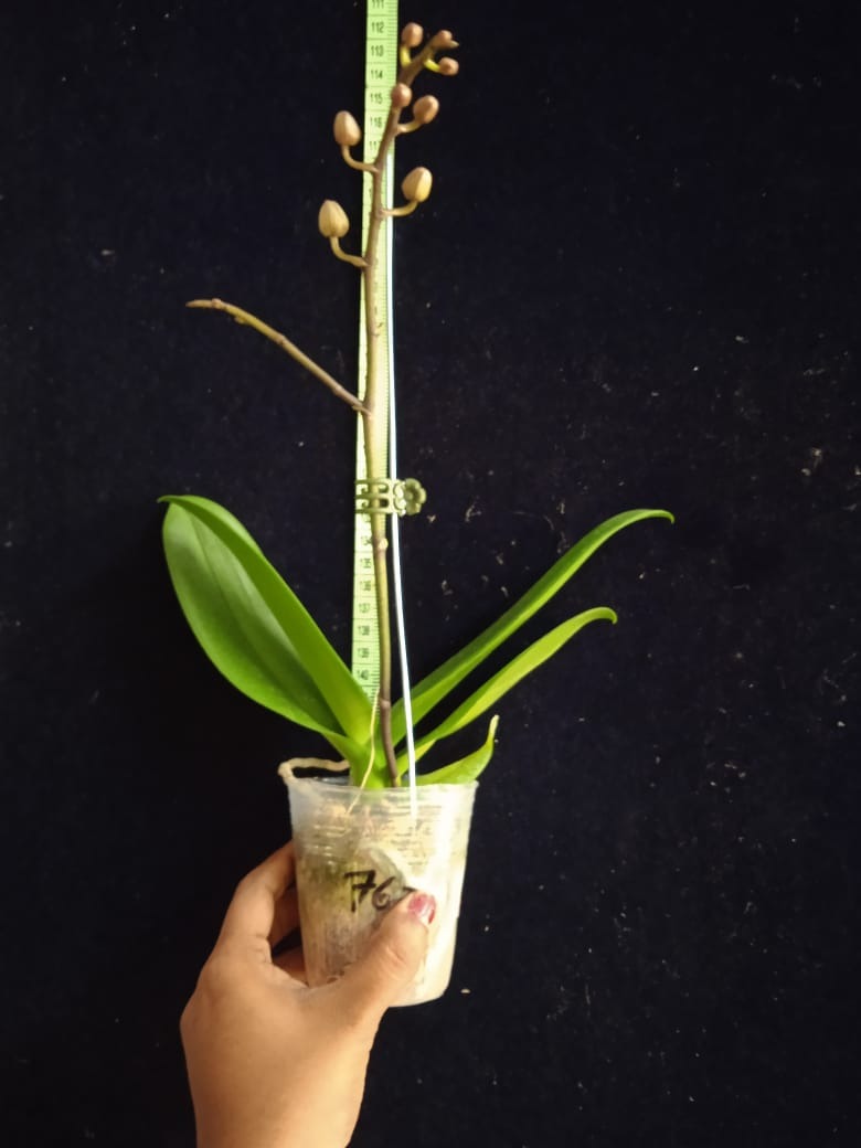 Phalaenopsis Magic Pearl x Ox Happy Girl - Blooming Size
