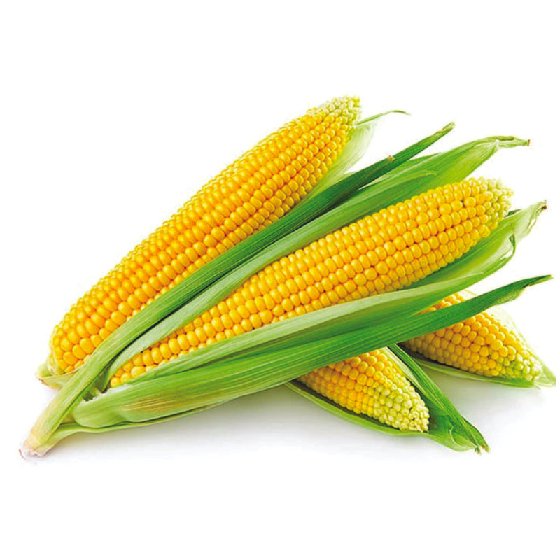 Organic Maize (Corn) Seeds - Open Pollinated