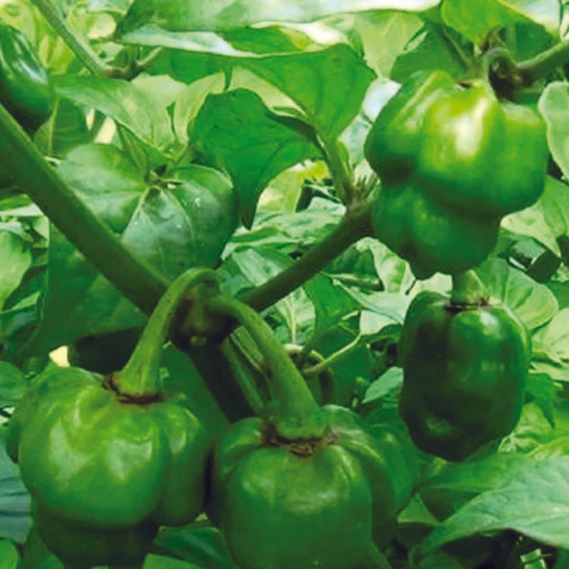 Organic Mali Chilli Seeds - Open Pollinated
