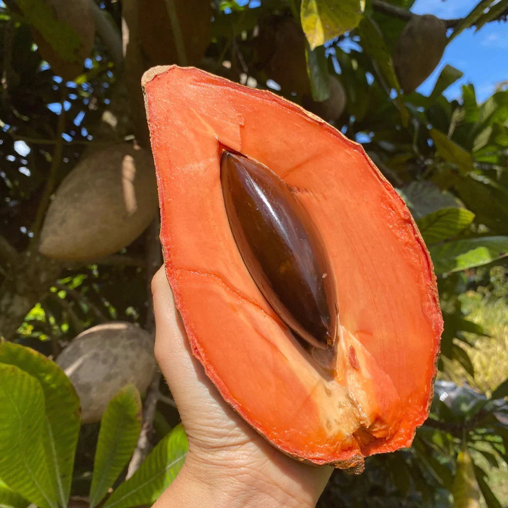 Mamey Sapote Magana Live Plant