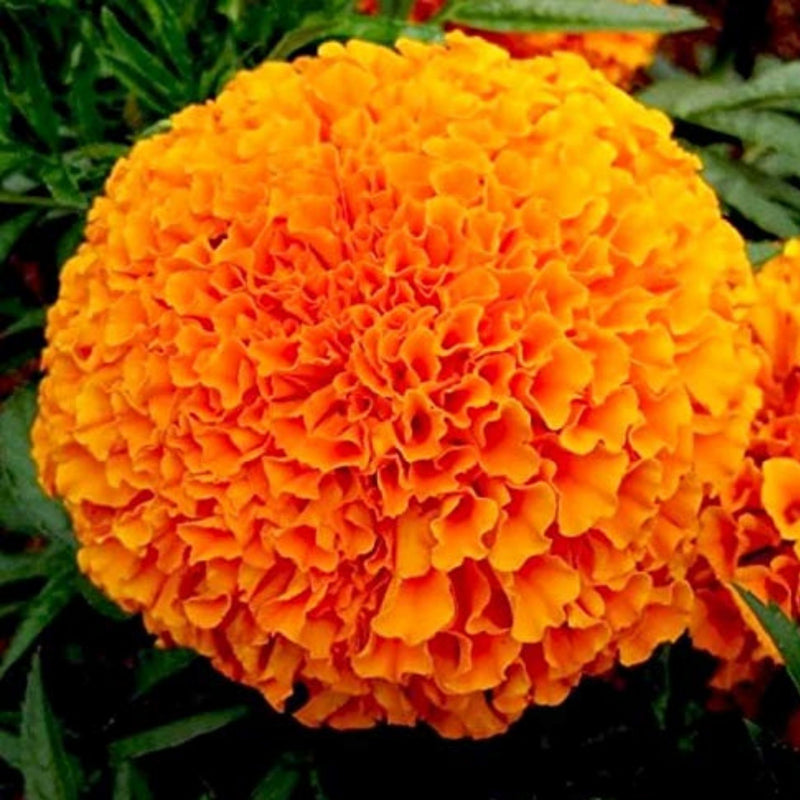 Marigold Pusa Navrangi Orange Seeds