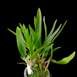 Cattleya Batalinii x Cattleytonia Maui Maid White - Blooming Size