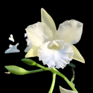 Cattleya Batalinii x Cattleytonia Maui Maid White - Blooming Size