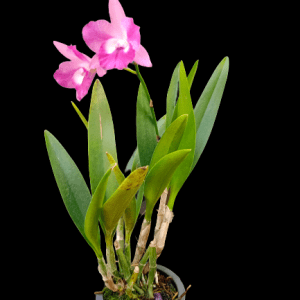 Cattleya Batalinii x Cattleytonia Maui Maid Pink - Blooming Size