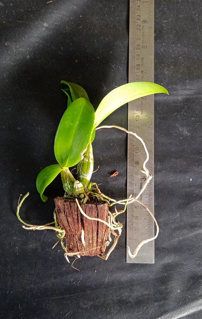 Dendrobium Mayneal x Uraiwan (Seedling)