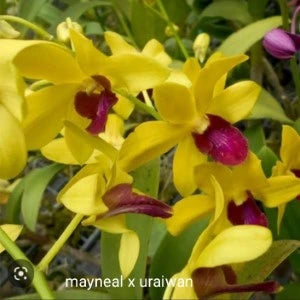 Dendrobium Mayneal x Uraiwan (Seedling)