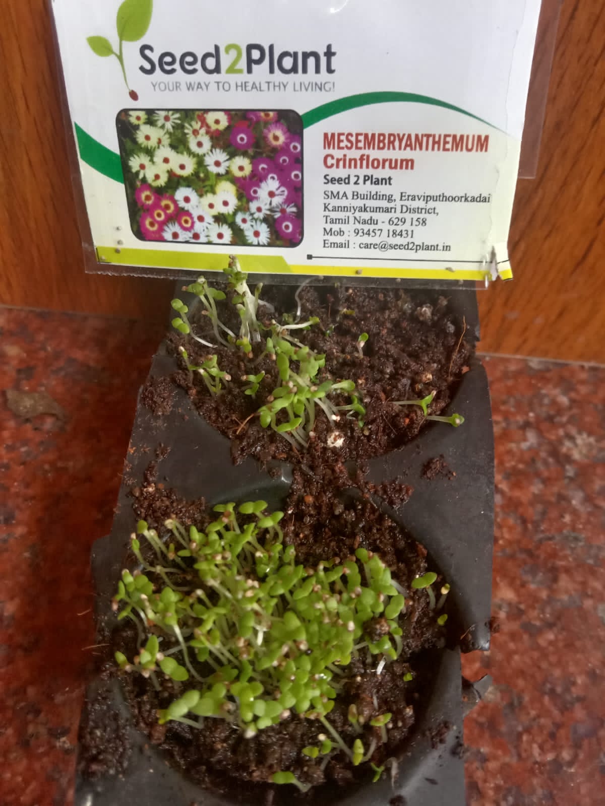 Mesembryanthemum Crinflorum Ice Plant Flower Seeds