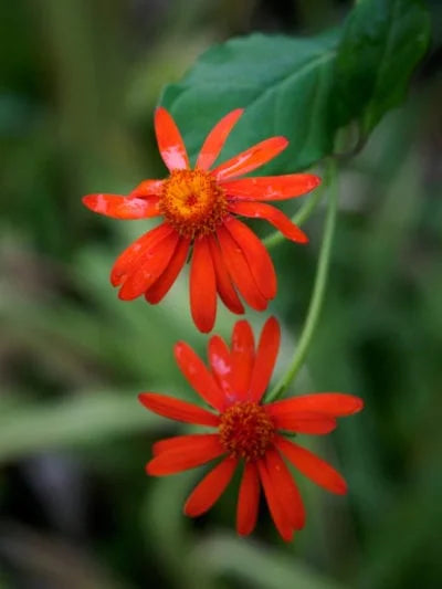 Mexican Flame Vine Flowering Plant