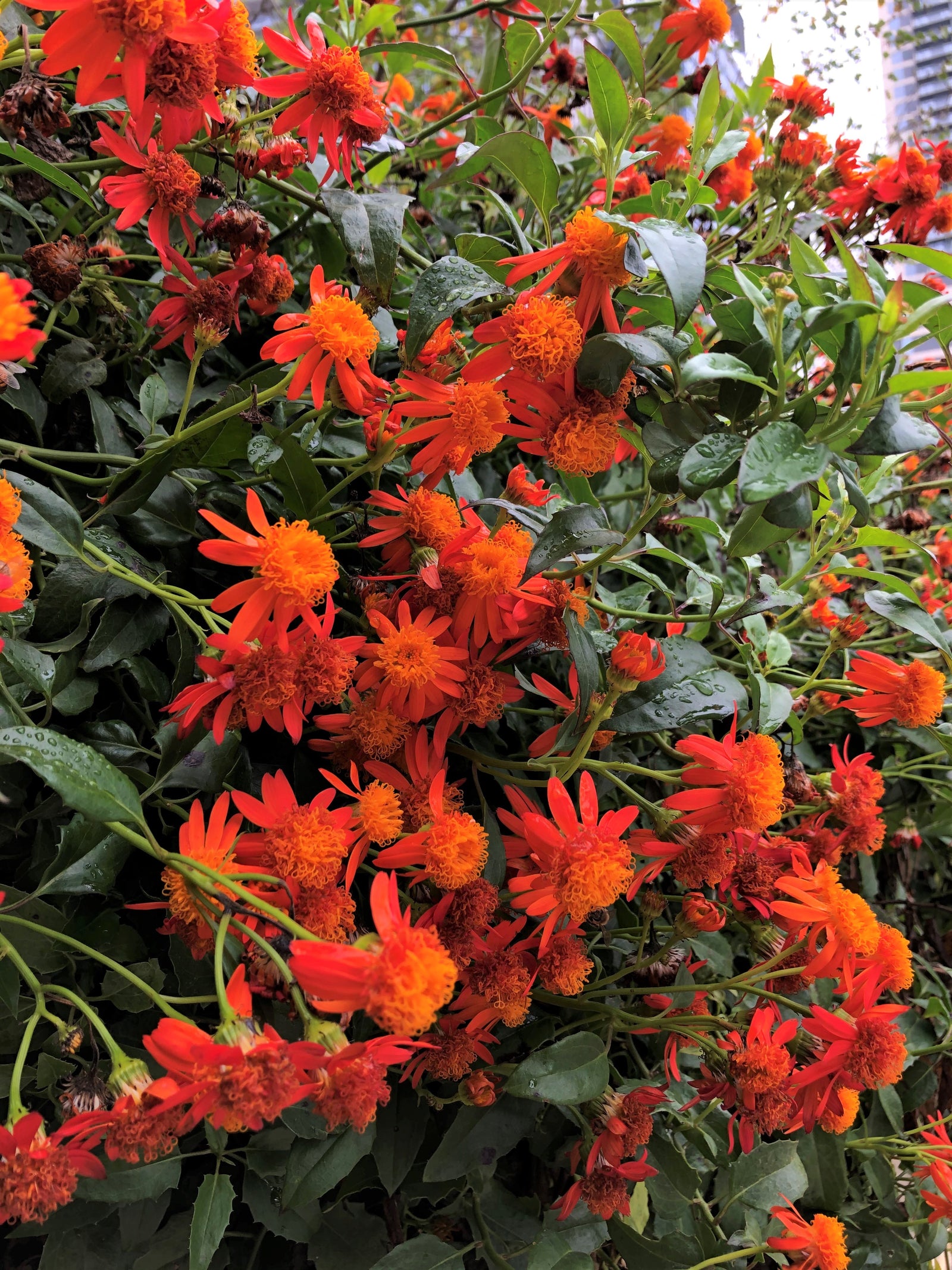 Mexican Flame Vine Flowering Plant Mexican Flame Vine Flowering Plant
