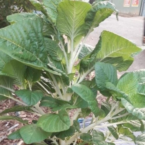 Organic Milk Spinach Seeds Open-Pollinated