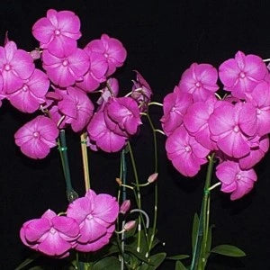 Dendrobium Mini Pink 3 Lip - Blooming Size