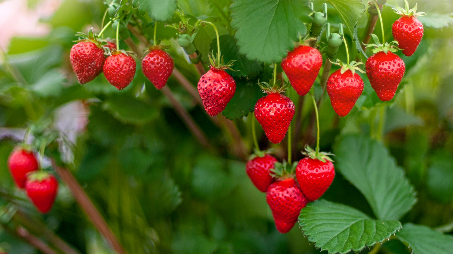 Strawberry Live Plant