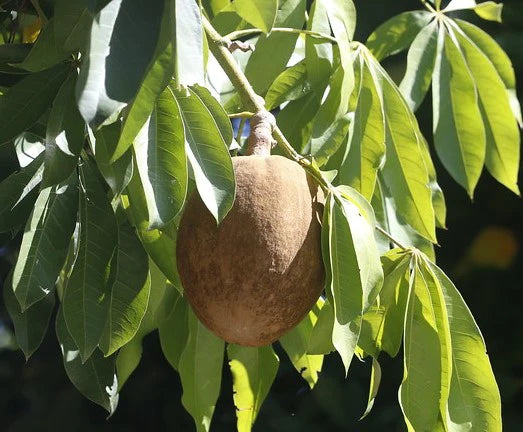 Malabar Chestnut Live Plant (Pachira Aquatica)