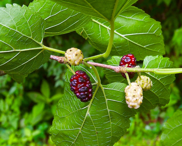 Mulberry Well Rooted Live Plant