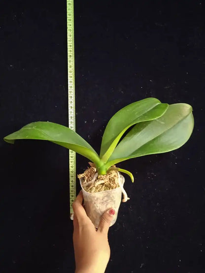 Phalaenopsis Mount Lip - Blooming Size