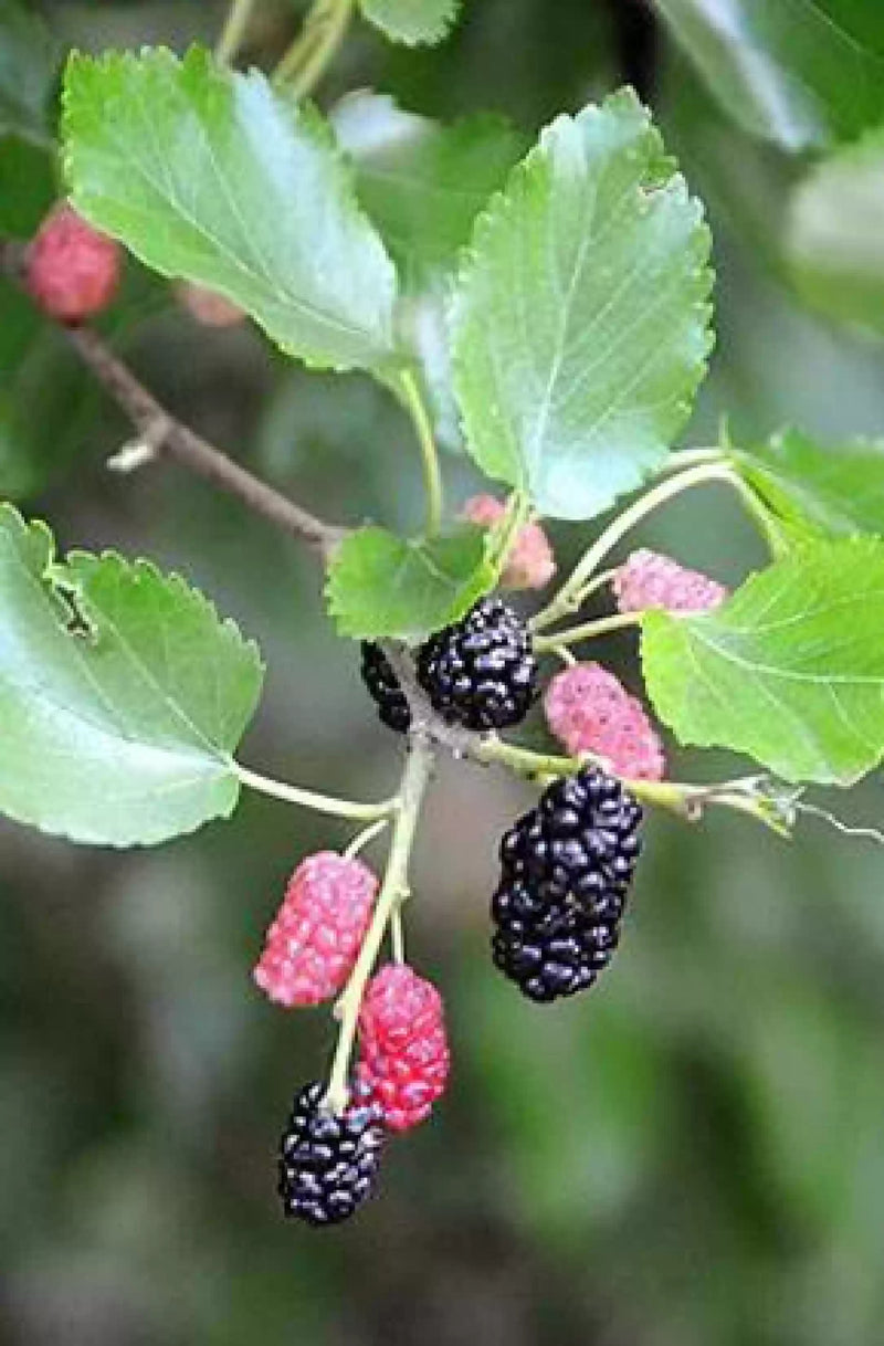 Mulberry Well Rooted Live Plant