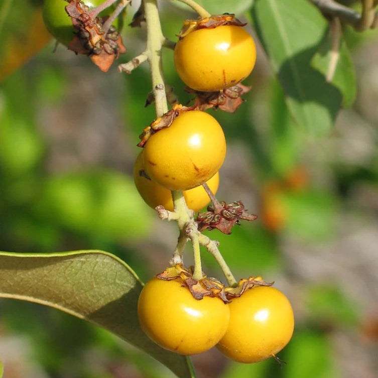 Nance Fruit Yellow Live Plant (Byrsonima Crassifolia)