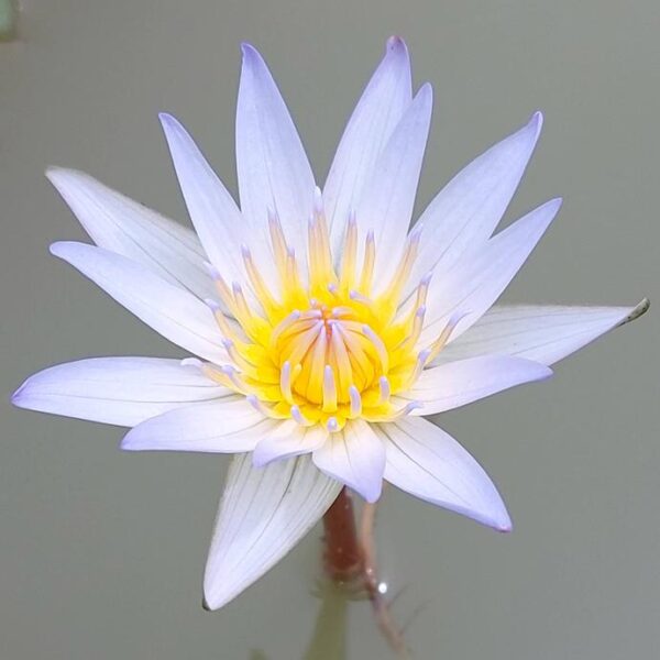Nymphaea Dauben (Tropical Water Lily)