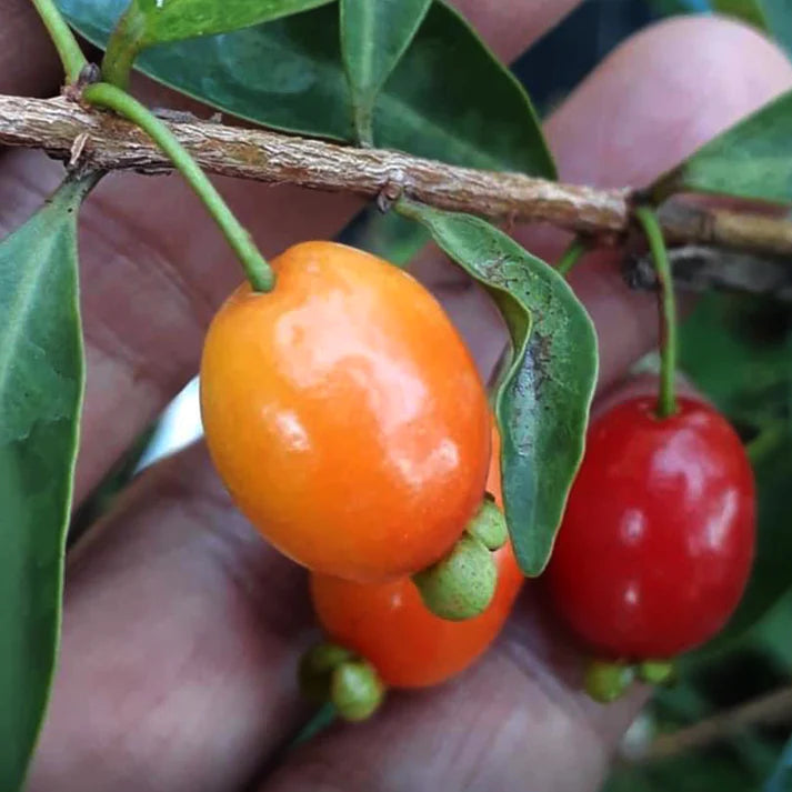 Pitanga de Perdiz Live Plant (Eugenia Observa)