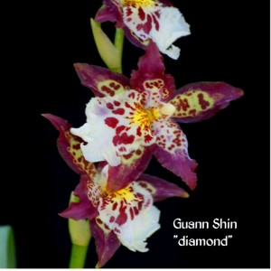 Oncidium Guann Shin Diamond - Blooming Size