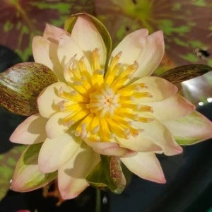Nymphaea Orange Nangkwag (Tropical Water Lily)