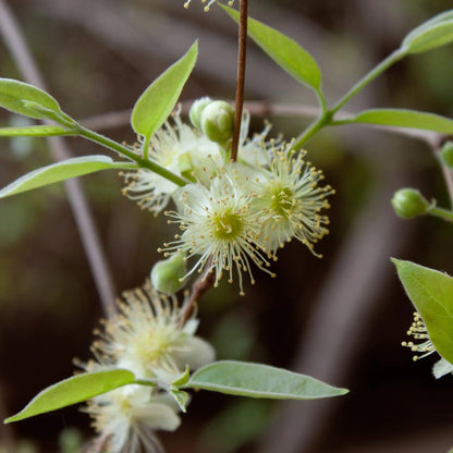 Ubajai Live Plant (Eugenia Myrcianthes)