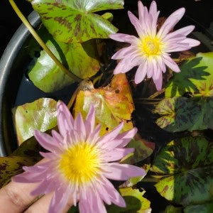 Nymphaea Ostara(Tropical Water Lily)
