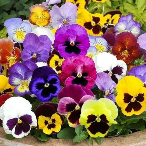 Pansy Bedding Mix Seeds
