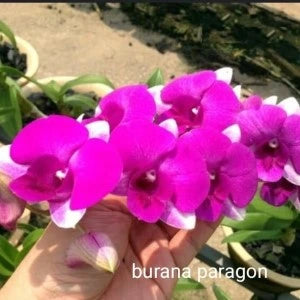 Dendrobium Burana Paragon(Seedling)