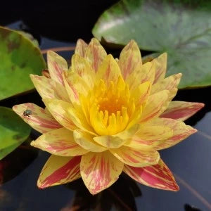 Waterlily Paranee (Hardy Waterlily)