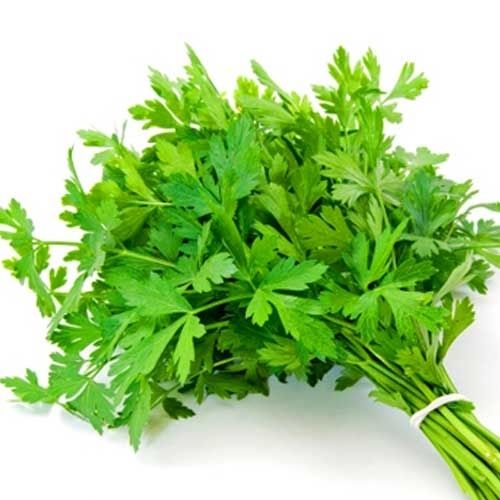 Organic Parsley Seeds - Open Pollinated