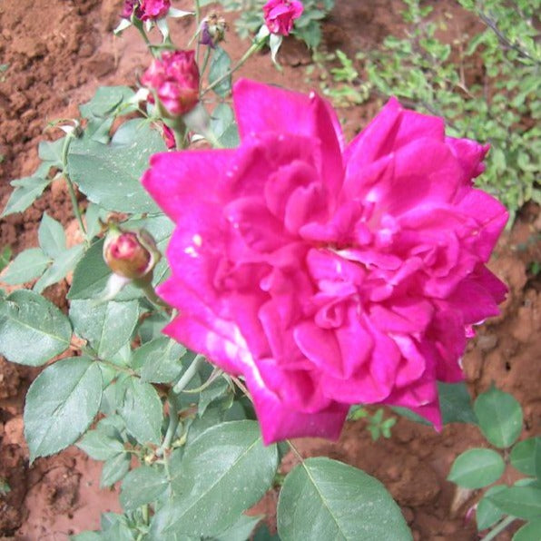 Pattu Rose Live Plant